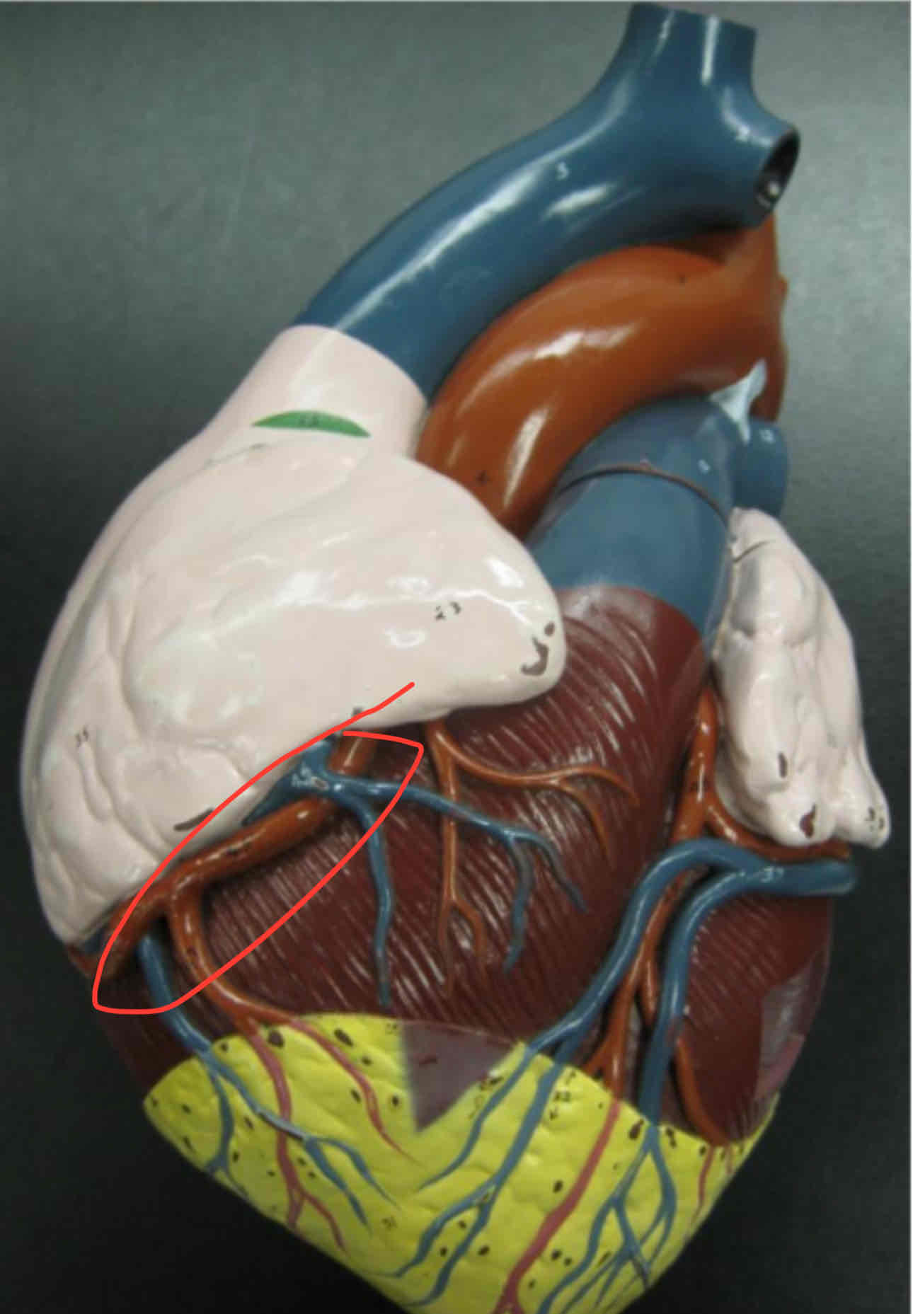 <p>branches inferior to inferior vena cava and inferior to right auricle</p>
