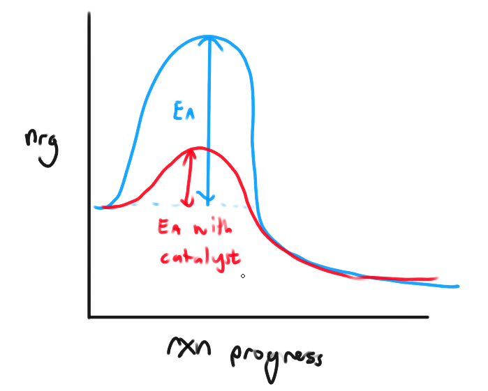 <ol><li><p><strong><em><u>Physical State of reactants</u></em></strong></p></li></ol><ul><li><p>Homogeneous phases react faster (same states)</p></li><li><p>Diff phase reactants, the rxn rate will depend on area of contact (think of granulated sugar vs sugar cube)</p></li><li><p>Increased surface area for solids increase rxn rate</p></li></ul><ol start="2"><li><p><strong><em><u>Concentration of reactants</u></em></strong></p></li></ol><ul><li><p>Faster if concentration of one or more reactants is greater</p></li><li><p>Reactant concentration is proportional to collision frequency, faster rxn rate</p></li></ul><ol start="3"><li><p><strong><em><u>Temperature</u></em></strong></p></li></ol><ul><li><p>temperature is proportional to rxn rate</p></li><li><p>KE of molecules increase</p></li></ul><ol start="4"><li><p><strong><em><u>Catalyst</u></em></strong></p></li></ol><ul><li><p>Agents that increase the rxn rate without being used up</p></li><li><p>Affects kinds of collision that lead to rxn</p></li><li><p>Catalysts provide alternate rxn path</p></li><li><p>Usually LOWER the activation nrg for a rxn by providing a diff rxn mechanism</p></li></ul><p></p>