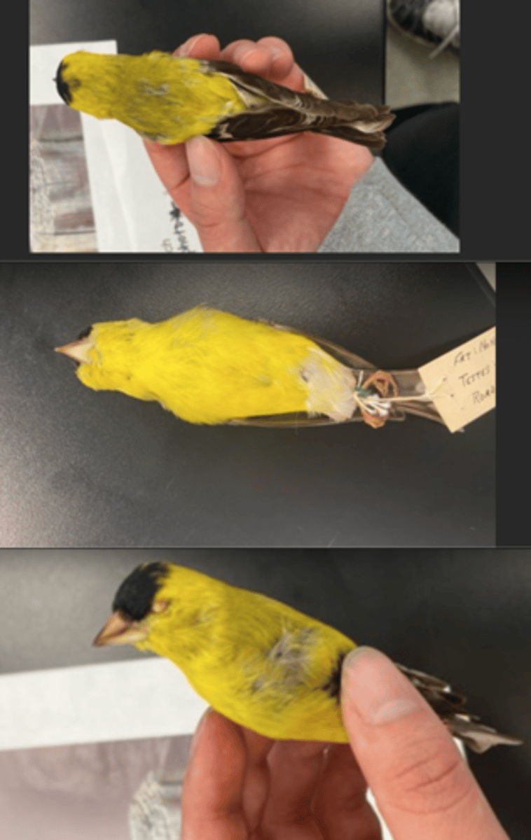 <p>DIET</p><p>- seeds</p><p>---------------------------</p><p>BEAK</p><p>- conical bill</p><p>- orange</p><p>- short</p><p>---------------------------</p><p>FOOT MORPHOLOGY</p><p>- Anisodactyl</p>
