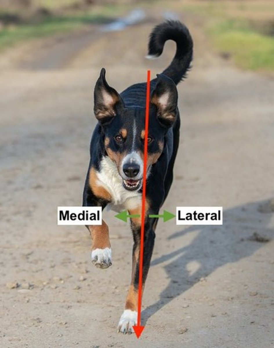 <p>away from the midline</p>