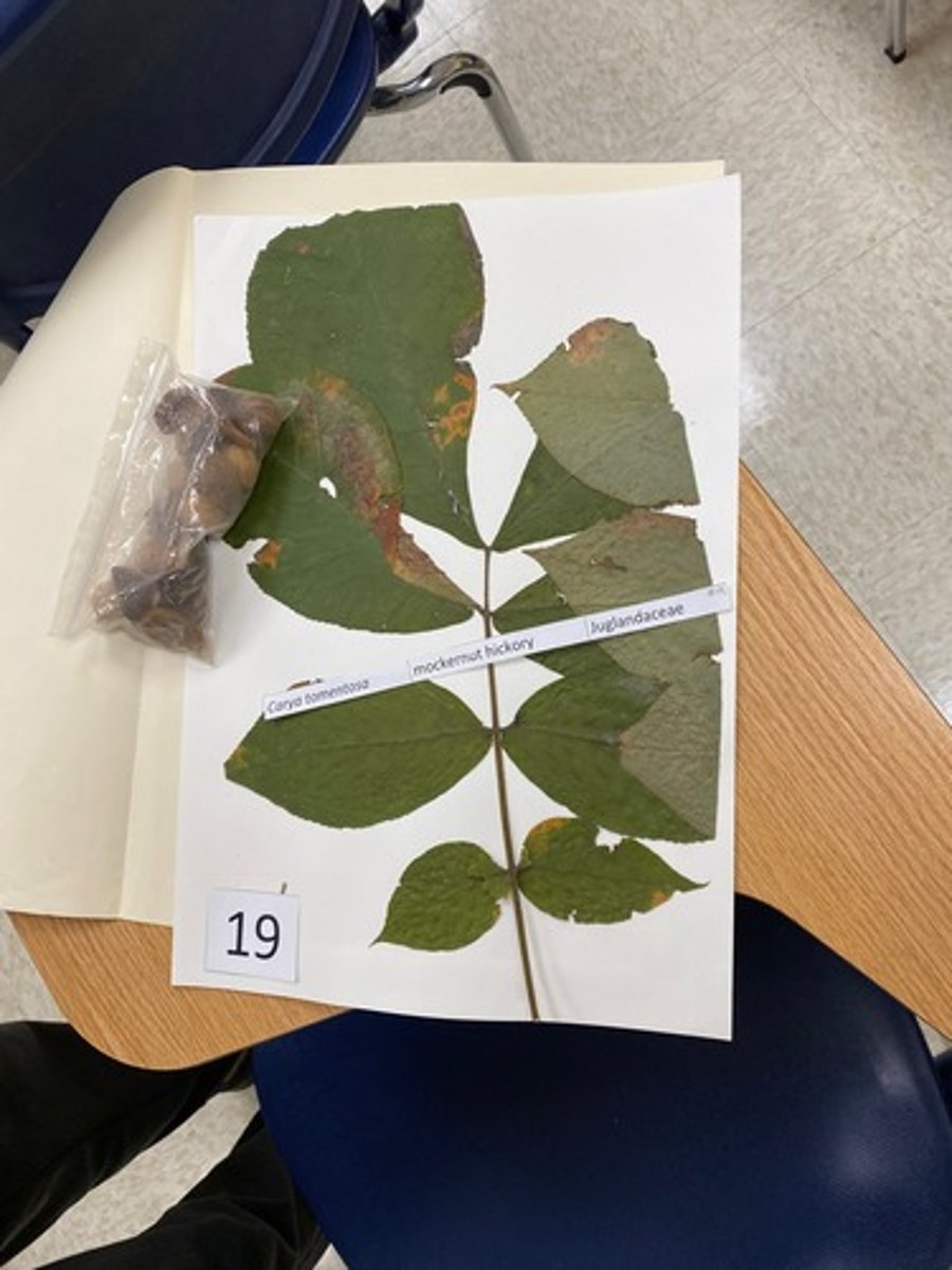 <p>Carya tomentosa (Juglandaceae)</p>