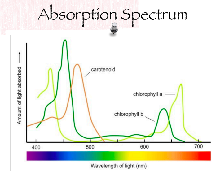 <p>The range of wavelengths of light that a pigment can absorb.</p>