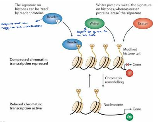 <p>These are proteins that recognize, add, or remove epigenetic marks, respectively.</p><p></p>