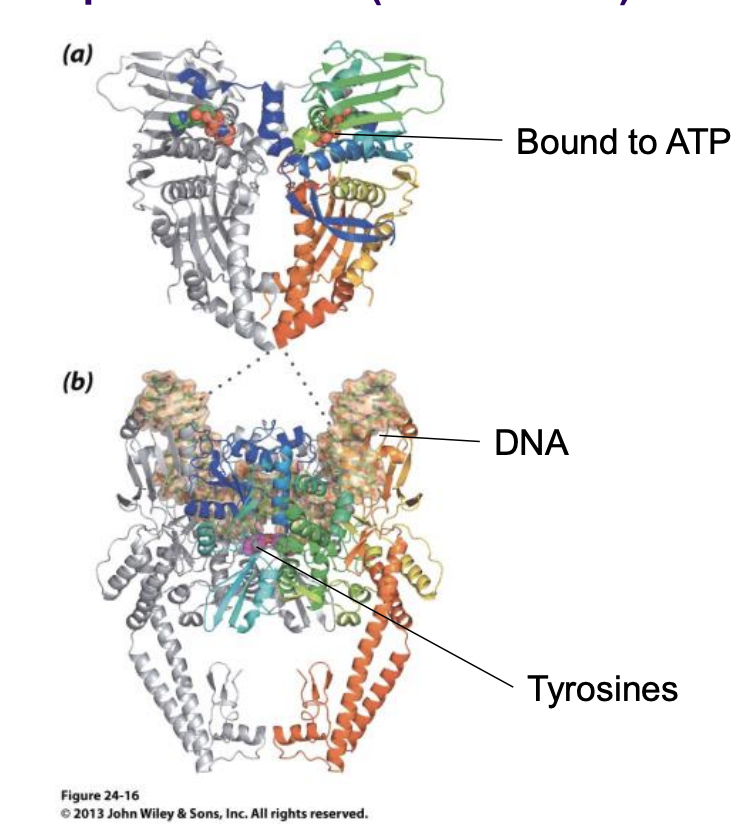Topoisomerase II (S. cerevisiae) 