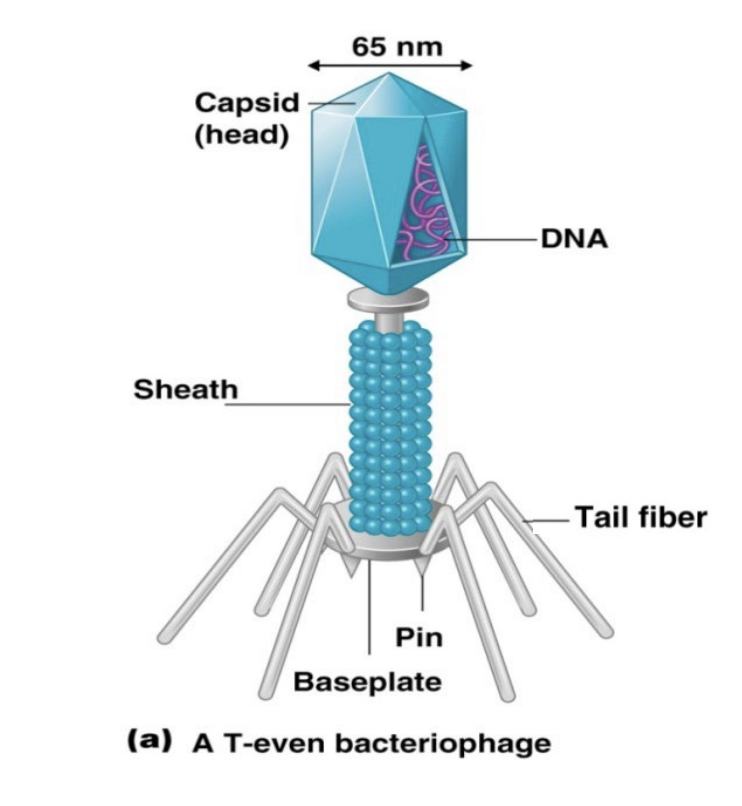 <p>Capsid structure</p><ul><li><p><span style="font-family: &quot;ADLaM Display&quot;;"><span>Can vary in shape and size</span></span></p></li></ul><p>;&nbsp;</p><ul><li><p><span style="font-family: &quot;ADLaM Display&quot;;"><span>Helical</span></span></p><ul><li><p><span style="font-family: &quot;ADLaM Display&quot;;"><span>Tube like spiral</span></span></p></li><li><p><span style="font-family: &quot;ADLaM Display&quot;;"><span>Tobacco mosaic virus</span></span></p></li></ul></li></ul><p>&nbsp;</p><ul><li><p><span style="font-family: &quot;ADLaM Display&quot;;"><span>Polyhedral (icosahedral)</span></span></p><ul><li><p><span style="font-family: &quot;ADLaM Display&quot;;"><span>20-sided shape</span></span></p></li><li><p><span style="font-family: &quot;ADLaM Display&quot;;"><span>Adenovirus</span></span></p></li></ul></li></ul><p>&nbsp;</p><ul><li><p><span style="font-family: &quot;ADLaM Display&quot;;"><span>Complex Viruses</span></span></p><ul><li><p><span style="font-family: &quot;ADLaM Display&quot;;"><span>Complicated structure</span></span></p></li><li><p><span style="font-family: &quot;ADLaM Display&quot;;"><span>Bacteriophage</span></span></p></li><li><p><span style="font-family: &quot;ADLaM Display&quot;;"><span>Posses non capsid protein components</span></span></p></li></ul></li></ul><p></p>