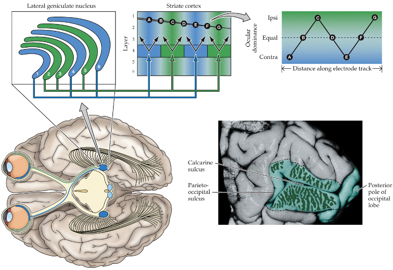 <p>in the striate cortex, neurons of ______ <strong> </strong>receive inputs in separate<strong> </strong>_______ ________ _______, and then send ________ outputs in other layers</p>