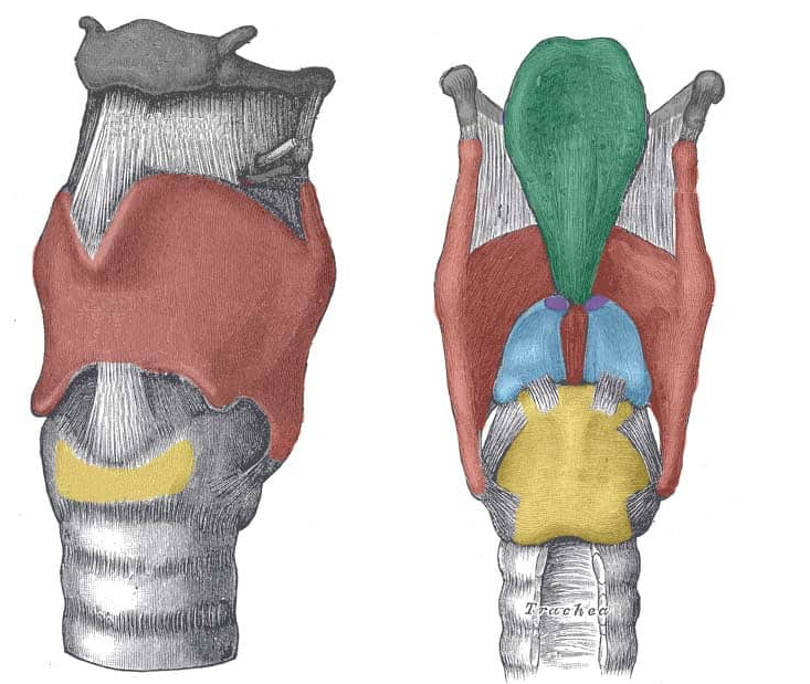 <p>Name the blue structure</p>
