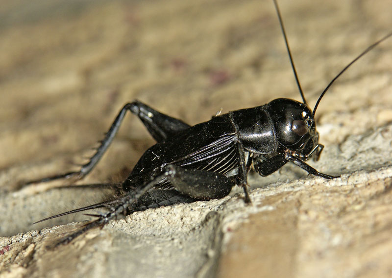 <p>gryllidae</p>