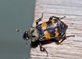 <p><span>Scavengers that feed on dead animals; some help bury carcasses for their larvae to feed on.</span></p><ul><li><p><span>Coleoptera</span></p></li><li><p><span>(Family Silphidae) diet: dead animal , colonize carrion during all stages (from early to late) of decomposition, recycling nutrients, chemical defense: excellent deterrent</span></p></li><li><p><span>aposematic coloration</span></p></li></ul><p></p>