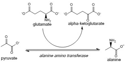 <p>pyruvate + glutamate + <strong>alaATransferase </strong>&gt; alanine + aKG</p>