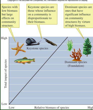 <p><span style="font-size: calc(var(--scale-factor)*32.00px)">species that exert strong effects on community structure, despite low biomass/abundance</span></p><p><span style="font-size: calc(var(--scale-factor)*32.00px)">ex: sea star</span></p>