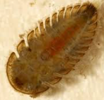 <p>what bugs family is this</p>