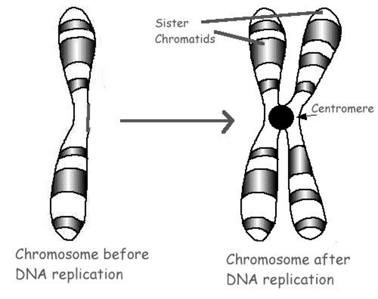 <p>Chromosomes</p>