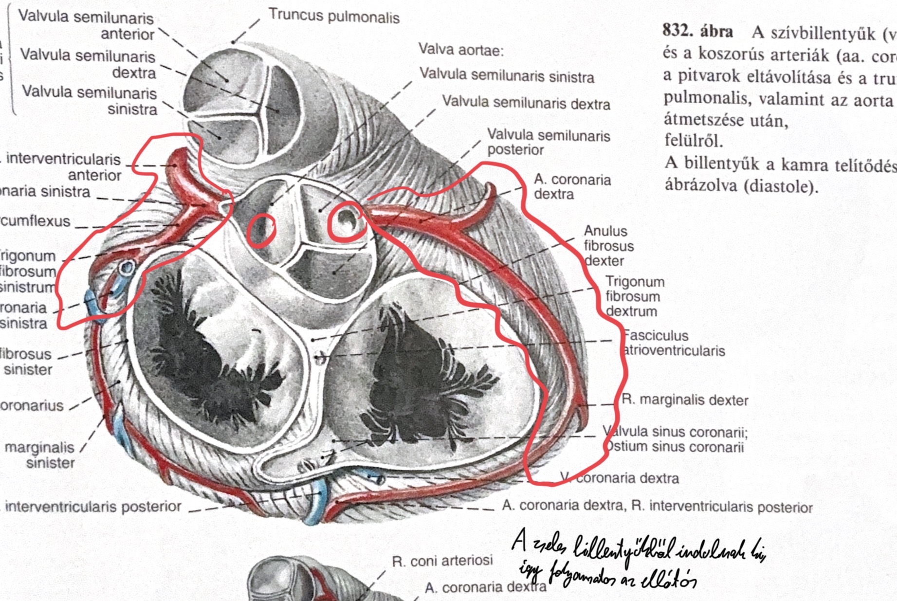 <p>Arteriae coronariae</p>