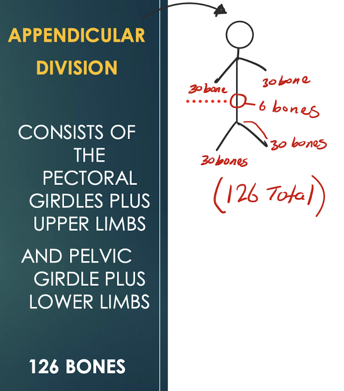 <p>Appendicular Skeleton</p>