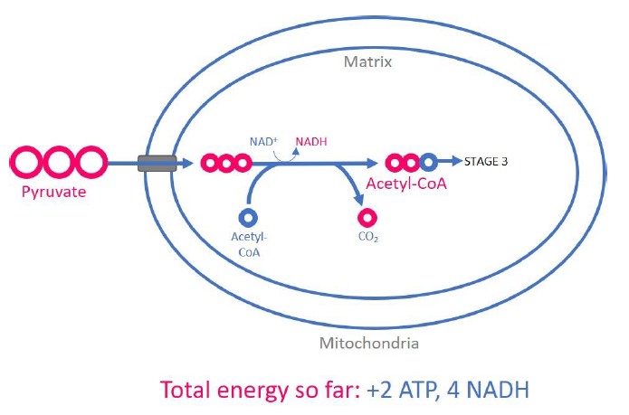 <p>In the mitochondrial matrix</p>