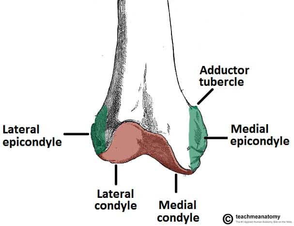 <p>Muscle attachment points near the knee.</p><p></p>