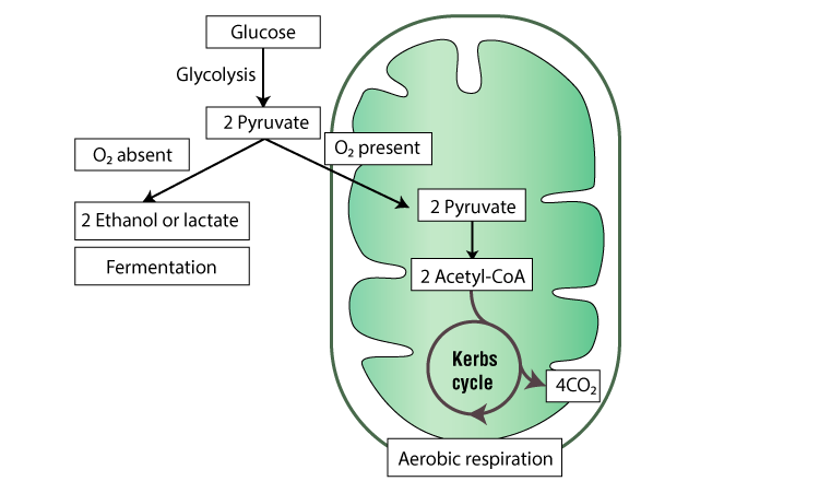 <ul><li><p>includes both aerobic and anaerobic respiration but is often used to refer to aerobic respiration</p><ul><li><p>although carbohydrates, fats, and proteins are all consumed as fuel, it is helpful to trace cellular respiration with the sugar <strong>glucose</strong></p><ul><li><p>Why? <em>Because glucose is the only molecule that fuel the first step called </em><strong><em>glycolysis</em></strong></p></li></ul></li><li><p><em>catabolic pathways do not directly power work in the cell</em>; they are linked to work by ATP</p></li><li><p>Cells must constantly regenerate their supply of ATP from ADP and phosphate</p></li></ul></li></ul><p></p>