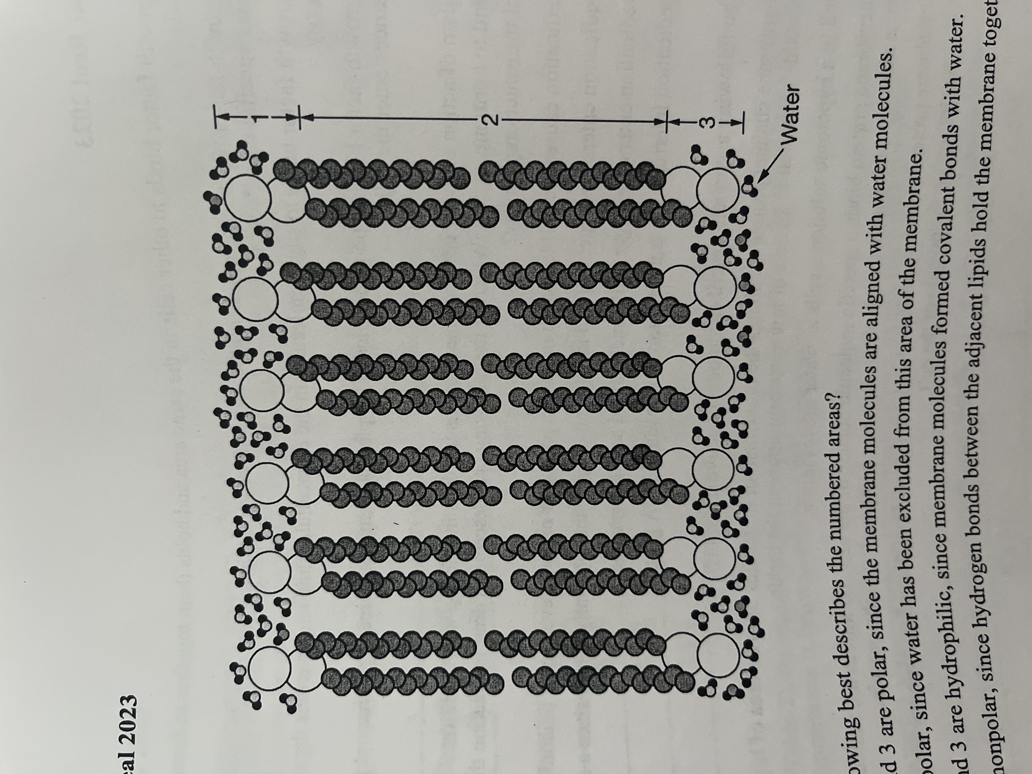 <p><span>Which of the following best describes the numbered areas?</span></p>