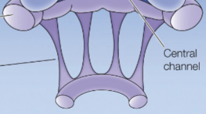 <p>nuclear _ form a _ _ with chromatin and transcriptional machinery.</p>