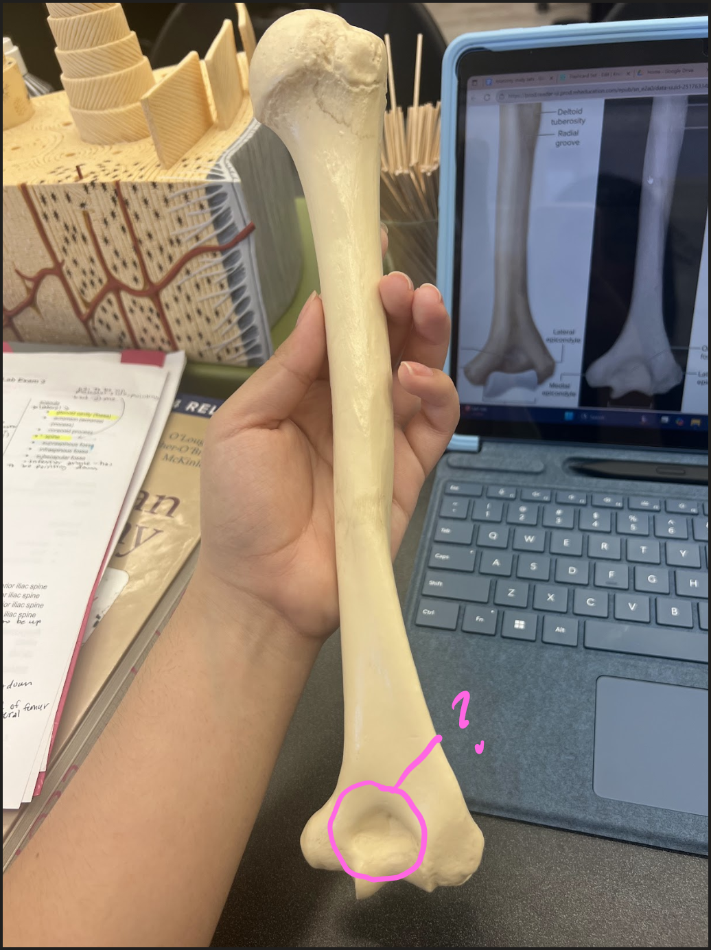 <p>What is this circled region? (posterior view)</p>
