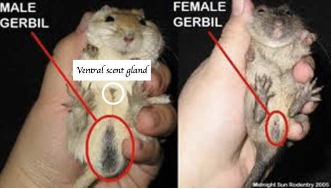 <ul><li><p>Males:</p><ul><li><p>Longer ano-genital distance compared to females</p></li><li><p>Large testes in males&nbsp;</p></li><li><p>Pigmented scrotum&nbsp;</p></li></ul></li></ul><p></p><ul><li><p><strong>Both sexes:</strong></p><ul><li><p><span style="color: rgb(241, 20, 20);"><span>Ventral scent gland (Hairless patch)</span></span><span style="color: rgb(229, 17, 17);"><span> (</span></span><span style="color: rgb(229, 17, 17);">More obvious in males)</span></p></li><li><p>Have nipples (More obvious in female)</p></li></ul></li></ul><p></p>