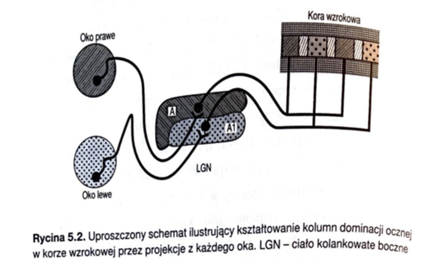 <p>ponieważ istnieje dla nich okres sensytywny oraz są wrażliwe na różnice w ilości inf. dochodzących z każdego oka</p>
