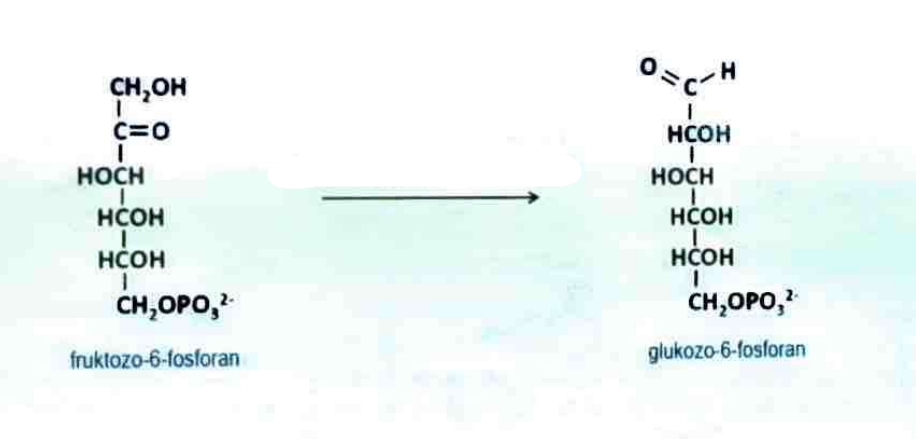 <p>Izomerazę glukozofosforanową</p>