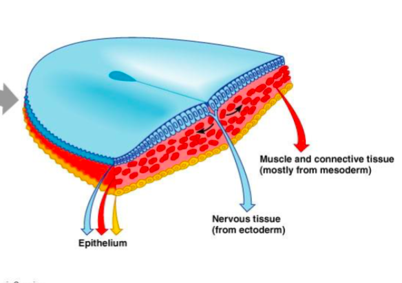 Occurs: conception to 2 weeks

Three layers from the embryonic disc (embryo)


1. Ectoderm (forms nervous tissue (blue) 
2. Mesoderm 
3. Endoderm