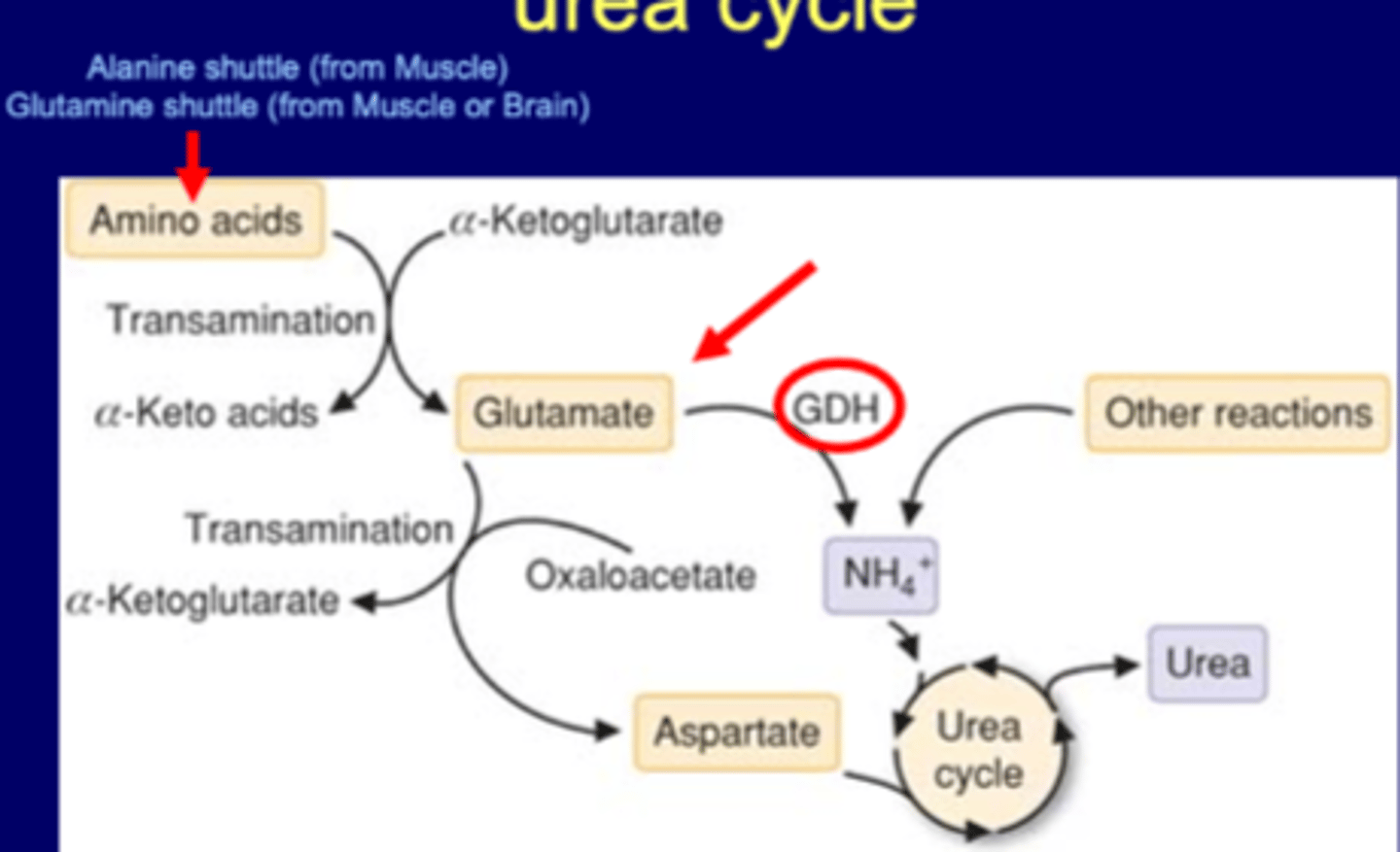 <p>-1st step is AA w/ TA->glutamate using aKG<br>-2nd step is moving nitrogen from glutamate to make free ammonium using GDH (oxidative deamination)<br>-glutamate w/ TA + OAA -> Aspartate (keeps nitrogen, also uses aKG)<br>-glutamine shuttle from brain (protects brain), can also be from muscle<br>-alanine shuttle from muscle only</p>