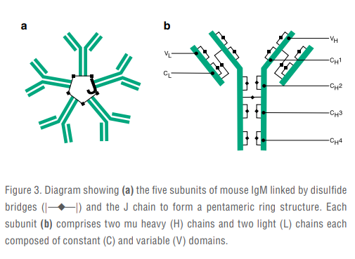 <p>A pentamer structure consisting of five monomer subunits joined by a J chain (sulfhydryl-rich peptide), providing high avidity for antigens.</p>