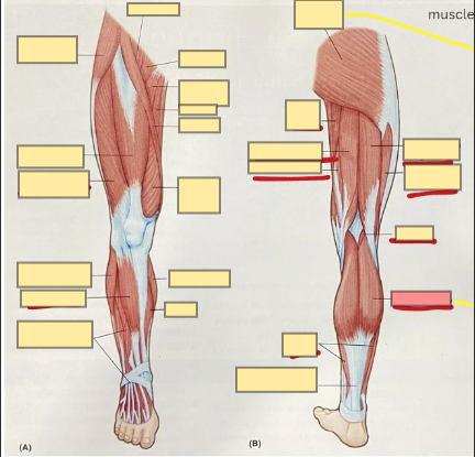 <p>calf muscle; points toes and flexes the lower leg</p>