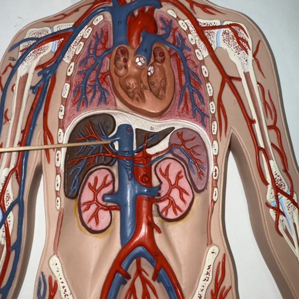 <p>Identify the structure.</p>