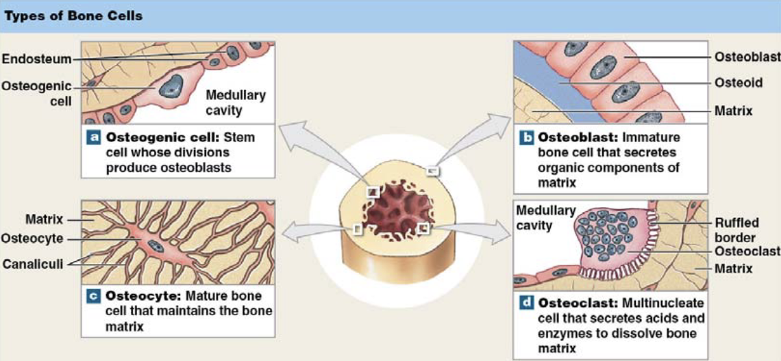 <p>in living bone, osteoblasts and osteoclasts are both</p>