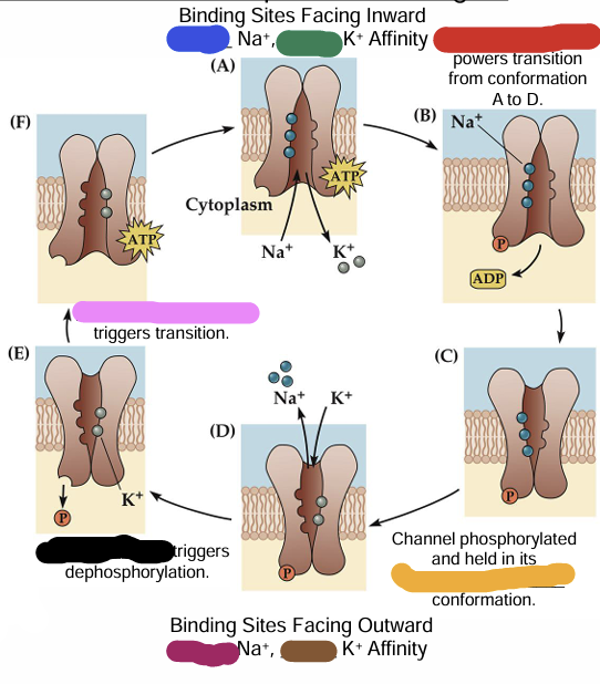 <p>No cellular energy is required for the return to the ____________ conformation (panels D → A)</p>