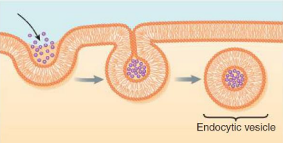 <p>endocytosis</p>