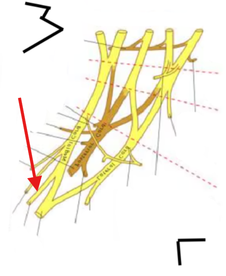 <p>What is this structure?</p>