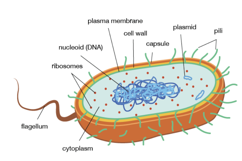 <p>Capsule&nbsp;</p><p>Cell wall</p><p>Plasma membrane&nbsp;</p><p>Pili</p><p>Flagella</p>
