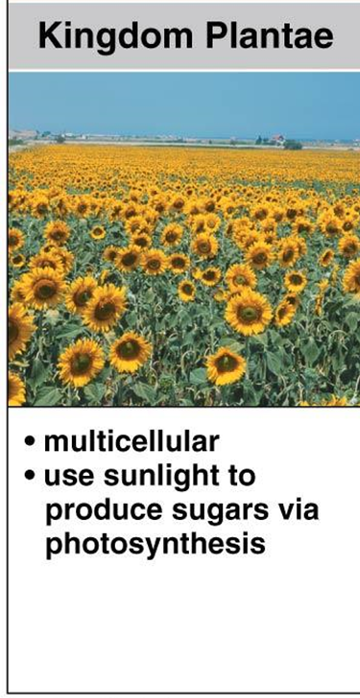 <ul><li><p>multicellular </p></li><li><p>use sunlight to produce sugars via photosynthesis</p></li></ul><p></p>