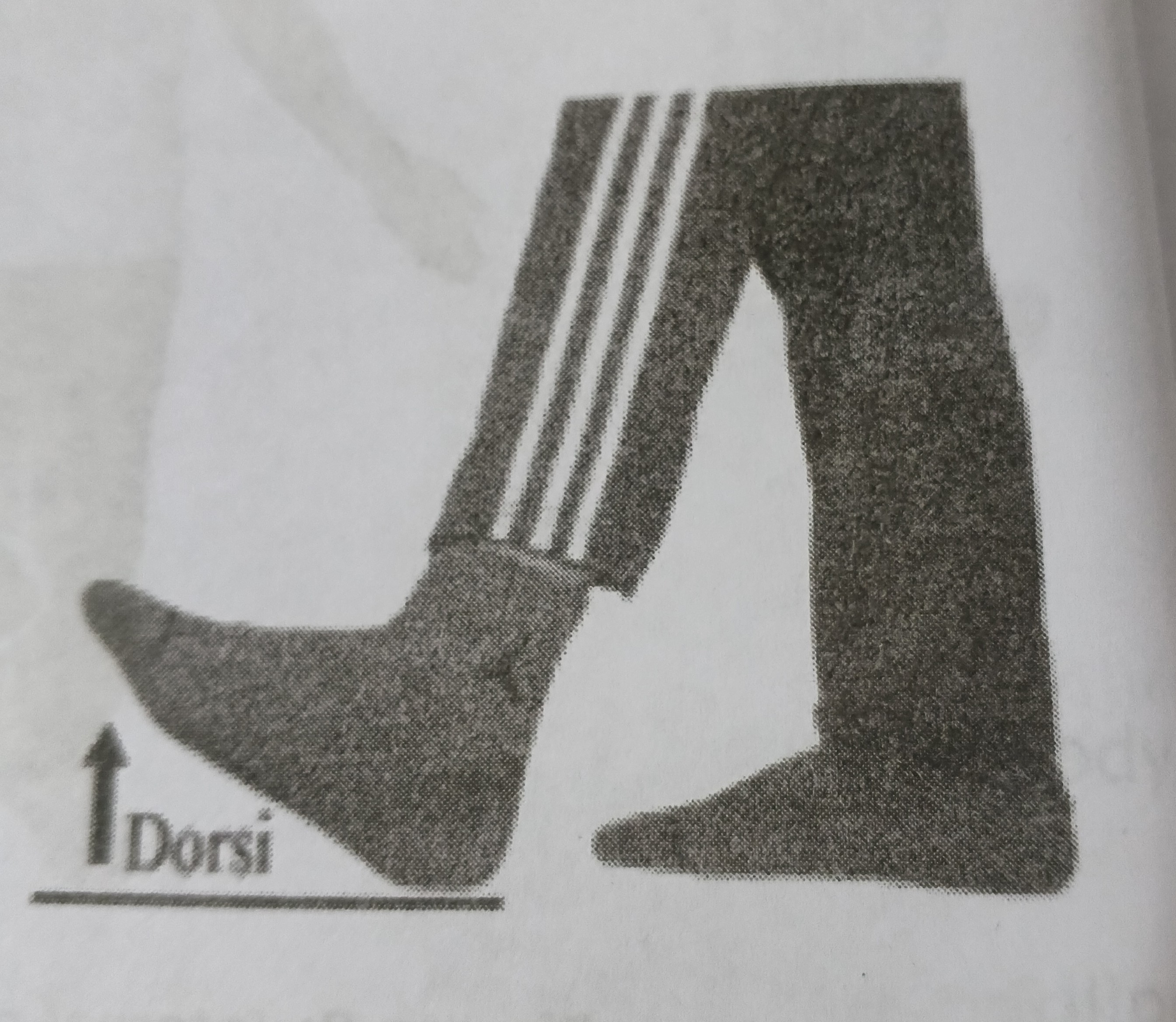 <p>Bringin the top of the foot UP <span data-name="arrow_up" data-type="emoji">⬆</span> <span data-name="foot" data-type="emoji">🦶</span> toward the shin. Lifting the front of the foot. </p>