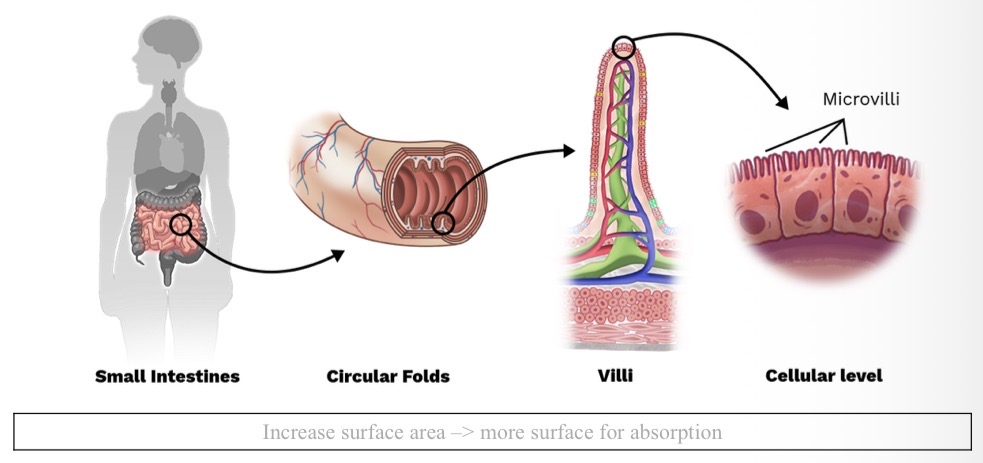 knowt flashcard image