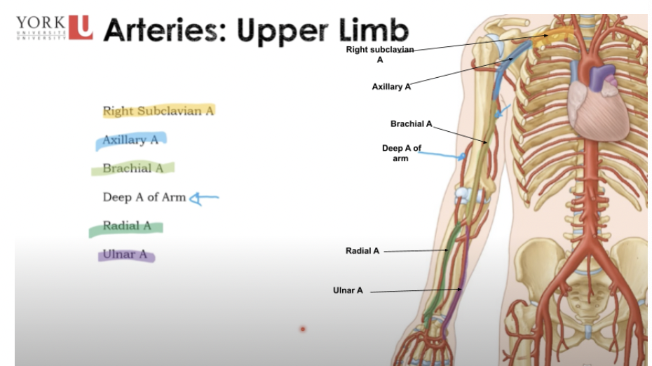 <p>Arteries: Upper Limb</p>