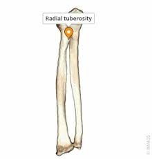 <p>bump on radius where biceps tendon attatches</p>