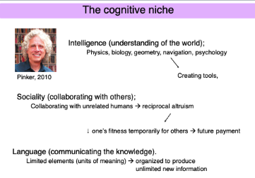 <ul><li><p class="">A <strong>niche</strong> is the environment an organism constructs</p></li><li><p class="">The <strong>cognitive niche</strong> is a niche built using <strong>brainpower</strong> instead of claws or speed</p></li></ul><p></p><p><span data-name="man_standing" data-type="emoji">🧍‍♂</span> Hominids evolved to:</p><ul><li><p class="">Use <strong>cognitive mechanisms</strong> to dominate their environment</p><ul><li><p class=""><span data-name="brain" data-type="emoji">🧠</span> <strong>Intelligence</strong> → understanding of the world</p></li><li><p class=""><span data-name="speaking_head" data-type="emoji">🗣</span> <strong>Language</strong> → communicating that knowledge</p></li><li><p class=""><span data-name="handshake" data-type="emoji">🤝</span> <strong>Sociality</strong> → collaborating with others</p><ul><li><p class=""><u>reciprocal altruism</u>: collaborating with unrelated humans to pass on knowledge</p></li></ul></li></ul></li></ul><p></p><p>chat:</p><p><span data-name="brain" data-type="emoji">🧠</span> <strong>Intelligence</strong> (understanding of the world)</p><ul><li><p class="">Domains: physics, biology, geometry, navigation, psychology</p></li><li><p class="">Leads to <strong>tool creation</strong> and strategic manipulation of the environment</p></li></ul><p></p><p><span data-name="handshake" data-type="emoji">🤝</span> <strong>Sociality</strong> (collaborating with others)</p><ul><li><p class="">Humans cooperate even with <strong>unrelated humans</strong></p></li><li><p class="">Based on <strong>reciprocal altruism</strong>:</p><ul><li><p class="">Short-term decress in one’s fitness for others → future reward</p></li><li><p class="">Builds trust, coordination, social bonds</p></li></ul></li></ul><p></p><p><span data-name="speaking_head" data-type="emoji">🗣</span> <strong>Language</strong> (communicating knowledge)</p><ul><li><p class="">Combines <strong>limited elements (words)</strong> to generate <strong>unlimited messages</strong></p></li><li><p class="">Essential for:</p><ul><li><p class="">Teaching</p></li><li><p class="">Planning</p></li><li><p class="">Coordinating social and technical tasks</p></li></ul></li></ul><p></p>