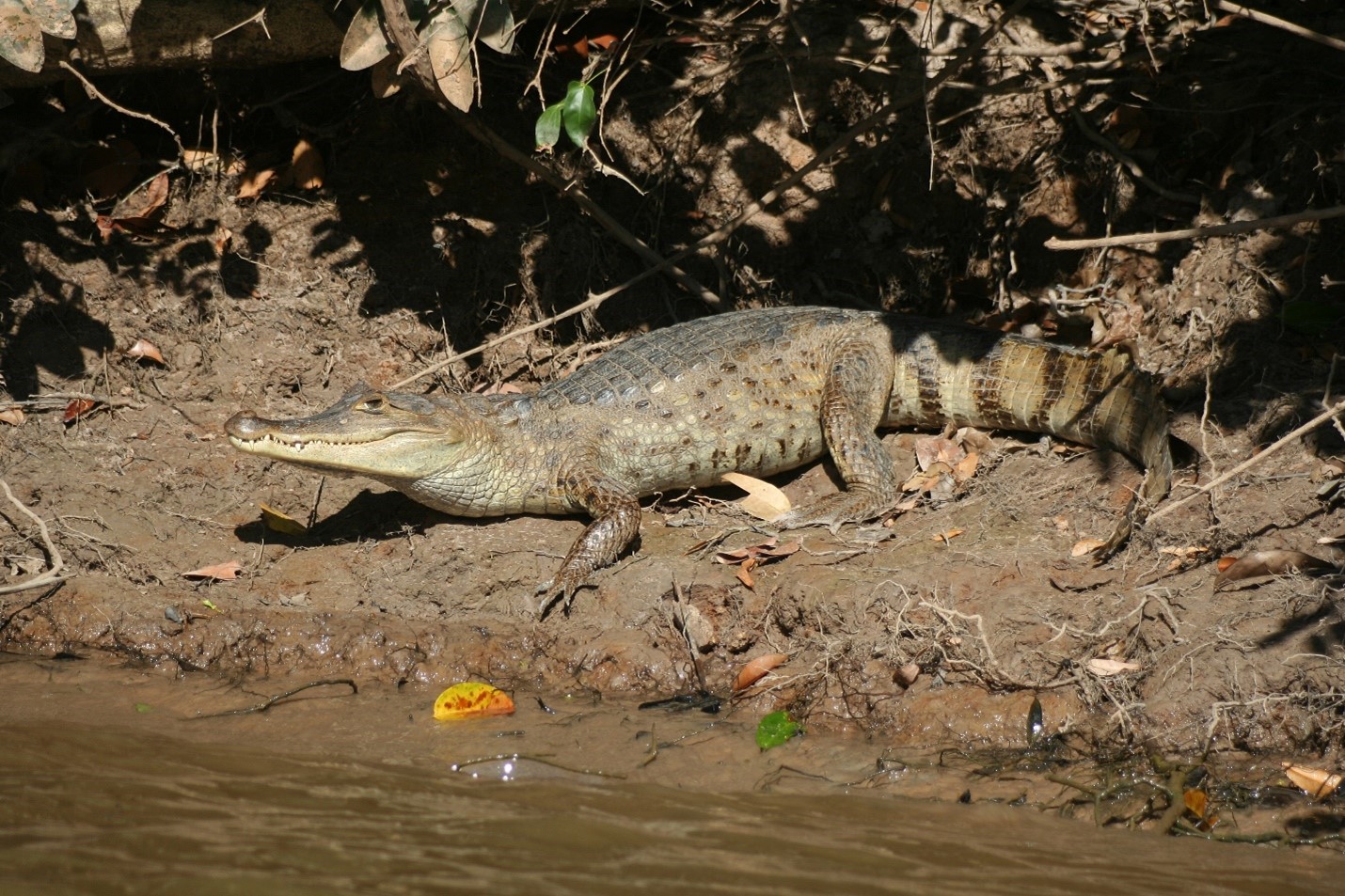 Caiman crocodilus