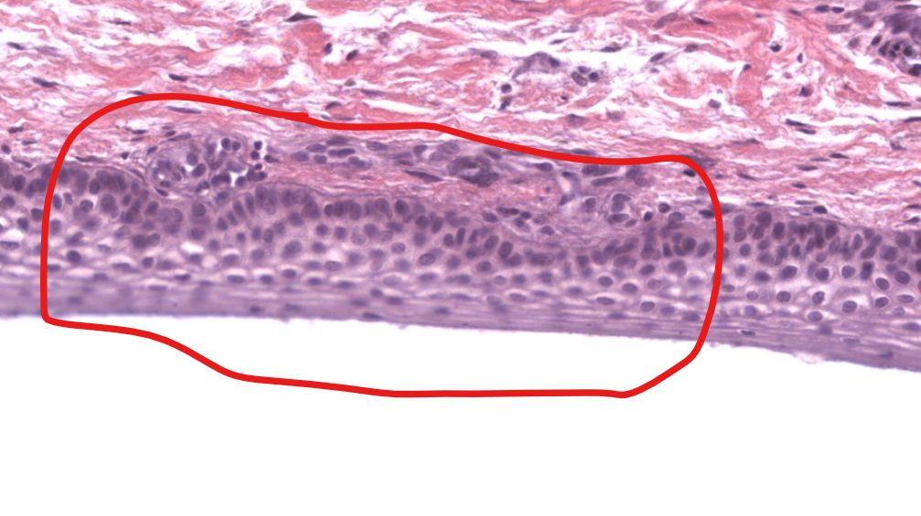 <p>tissue type</p>