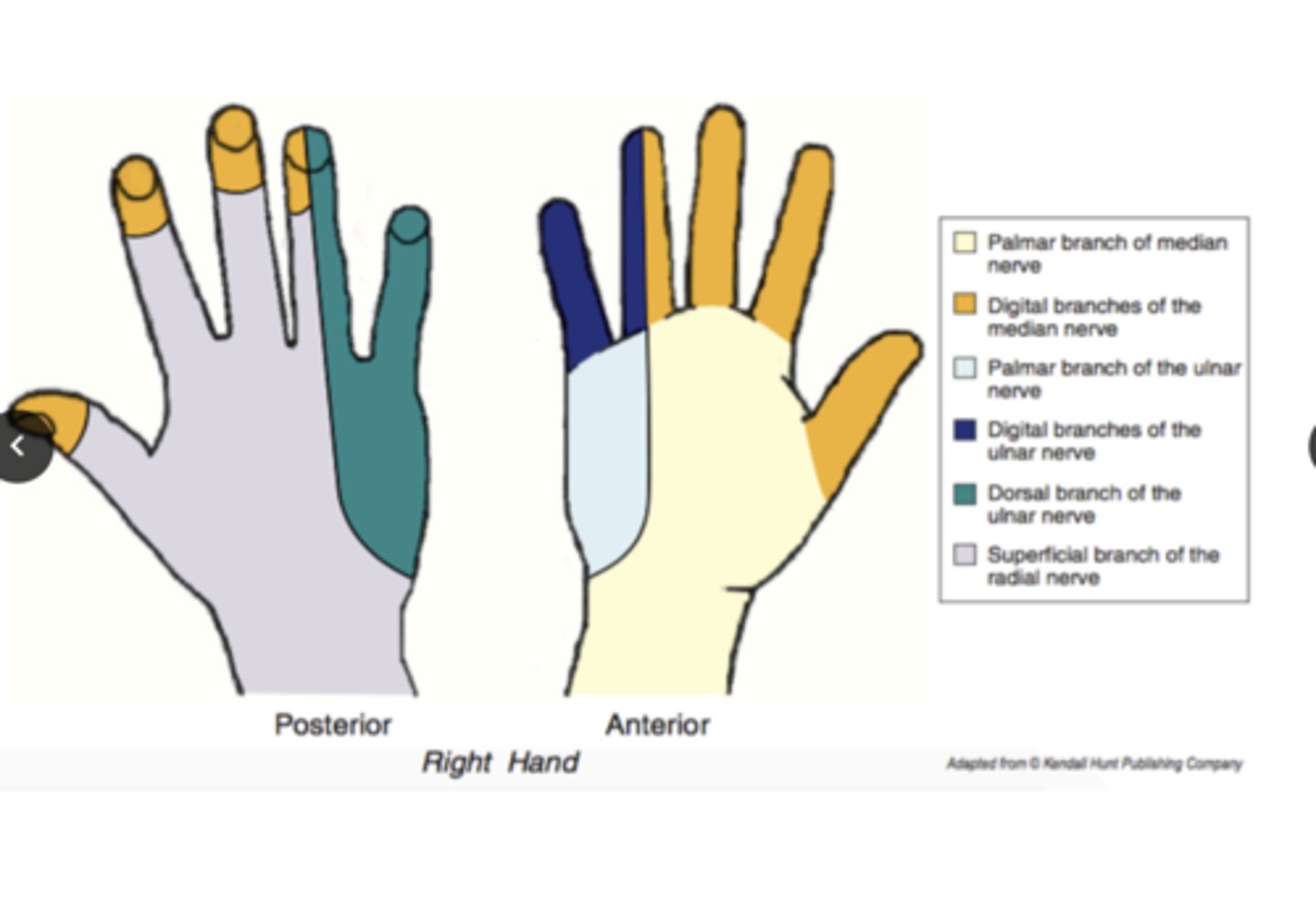 <p>palmar branch</p><p>anterior </p><p>skin of the medial palm </p>