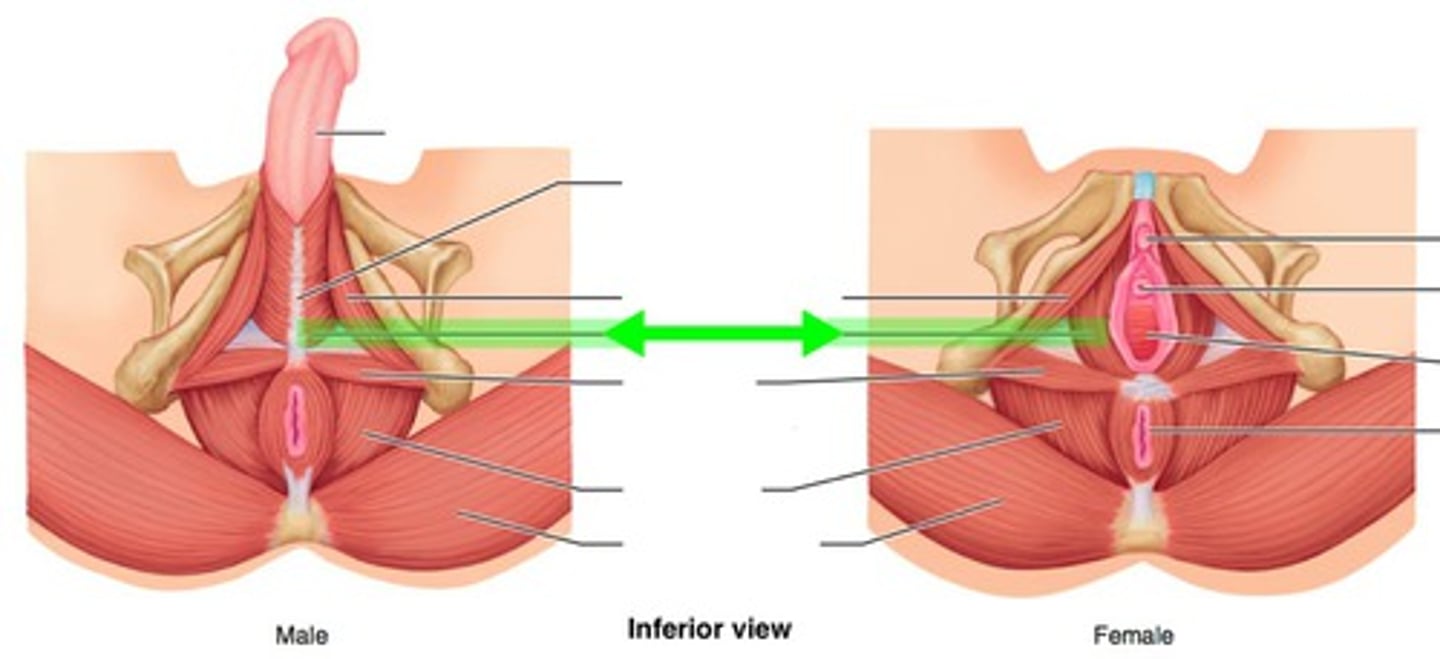 <p>Muscle assisting in sexual function and urination.</p>