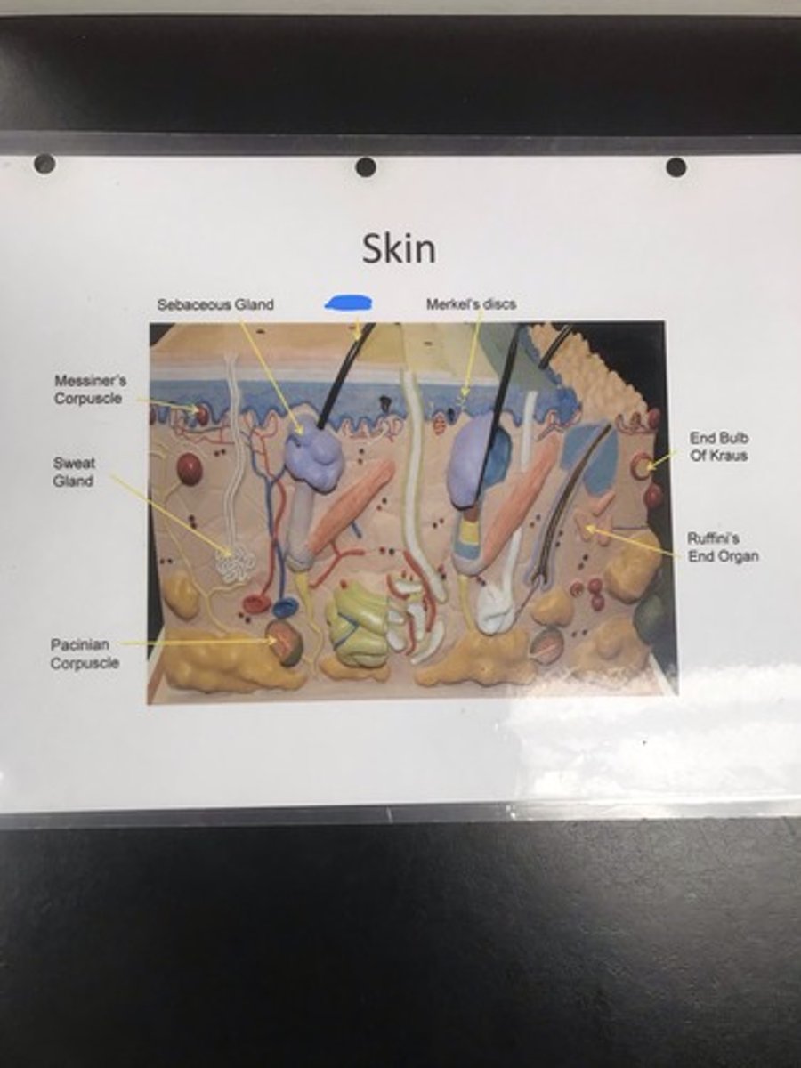 <p>Label the structure covered in blue ink</p>