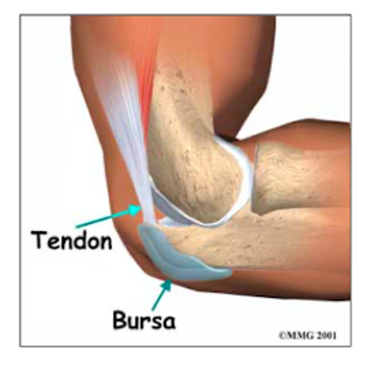 <p>Subcutanenous olecranon bursa</p><p>Subtendinous olecranon bursa</p>